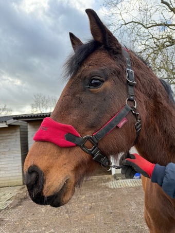 "Sea West Woman" Bay Mare Project Horse