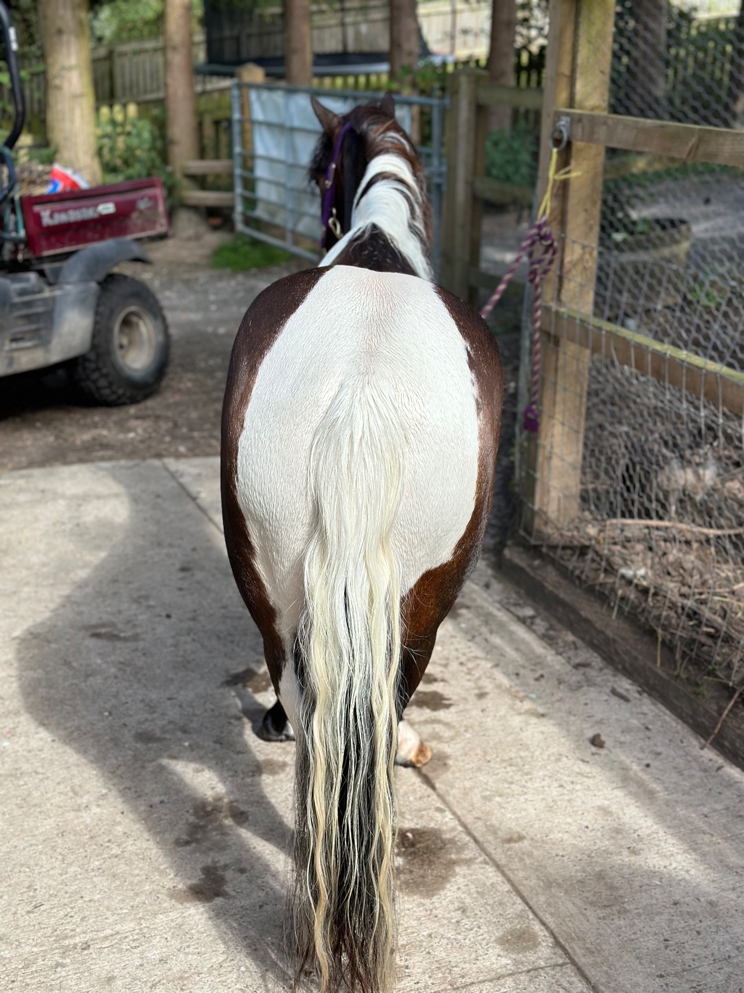 Coloured Horses  - "Bertie " Skewbald Gelding Coloured