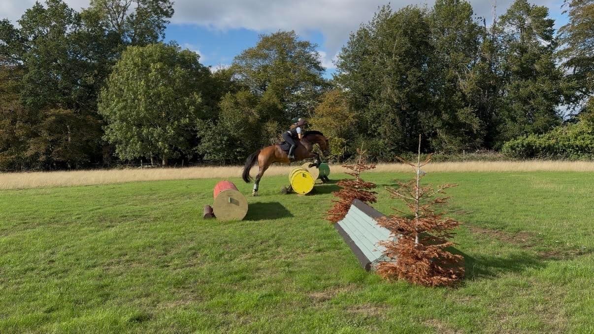 Show Jumpers  - "Tiny" Bay Gelding Show Jumper