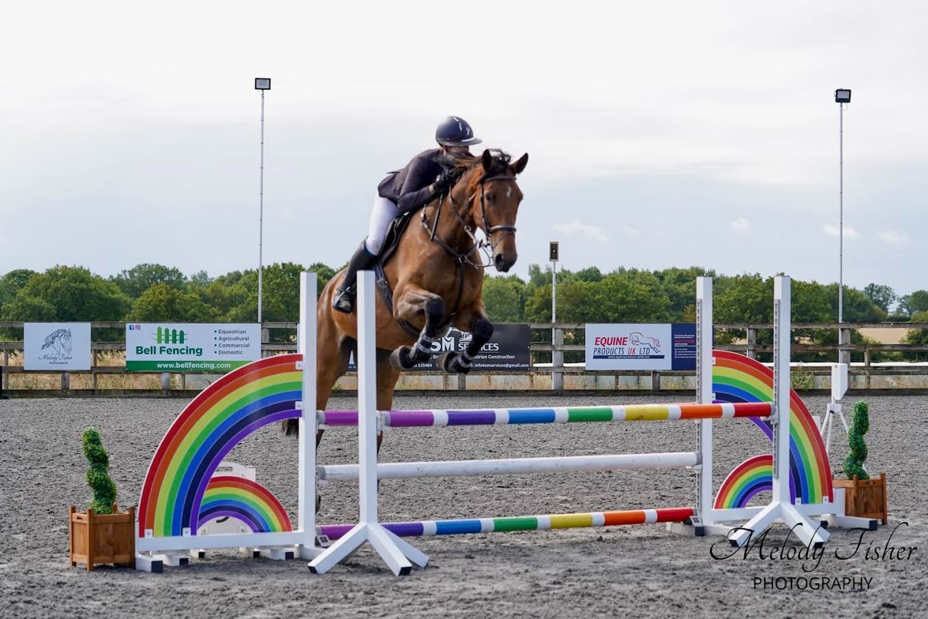 "Tiny" Bay Gelding Show Jumper - Show Jumpers 