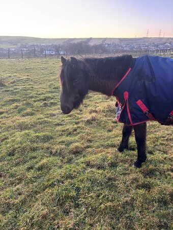 "" Mare Companion Horse