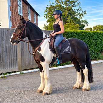 "Cluedo" Skewbald Gelding All Rounder