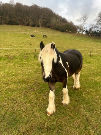 "Patchy" Skewbald Gelding Pony Club Pony