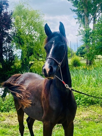 "Minuit Bidallon Belle" Black Filly All Rounder