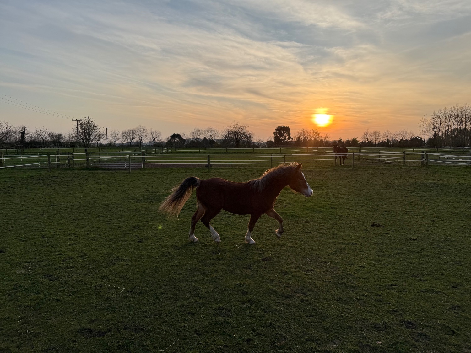 "Menai request"  Gelding All Rounder
