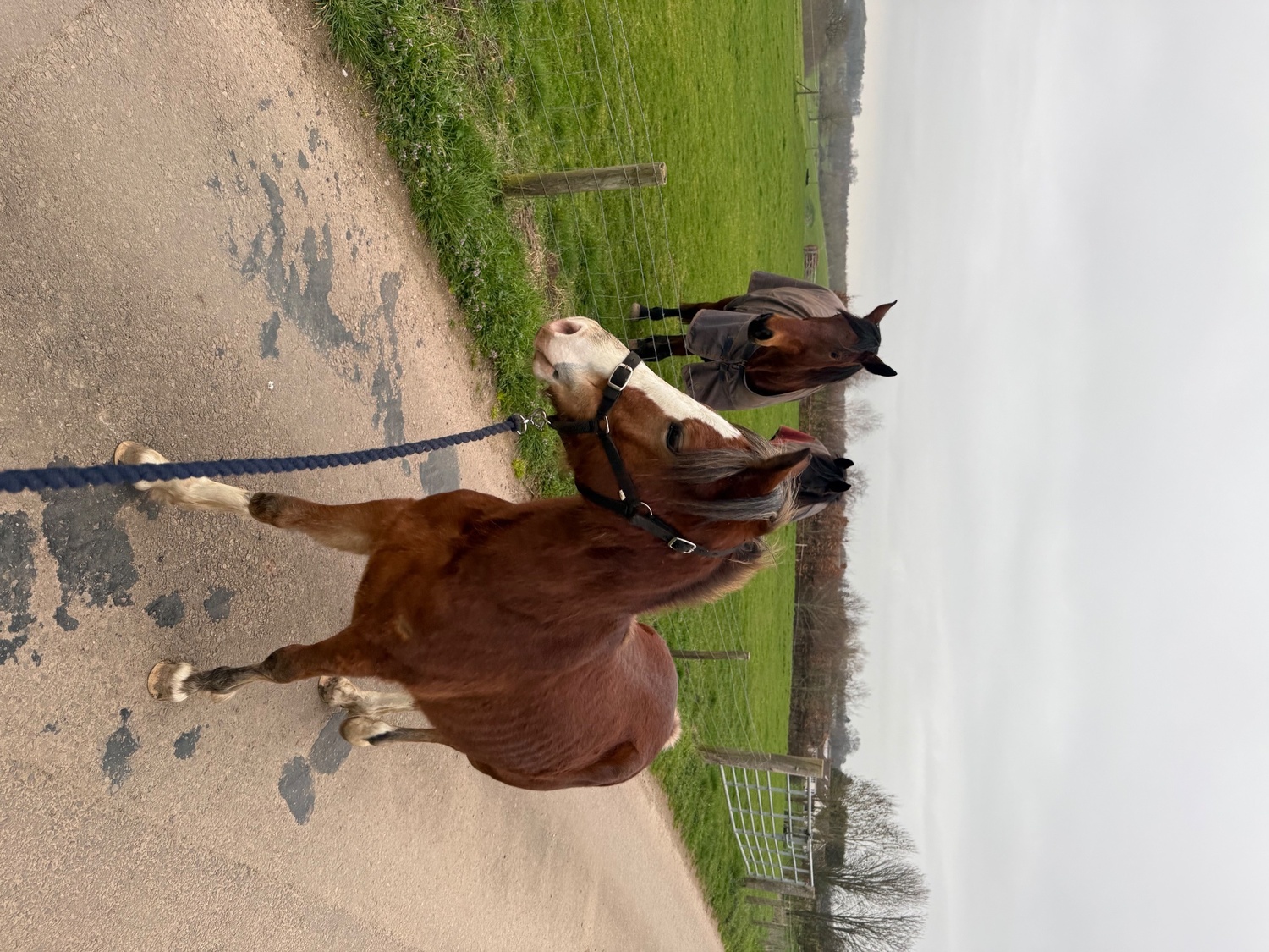  "Menai request"  Gelding All Rounder