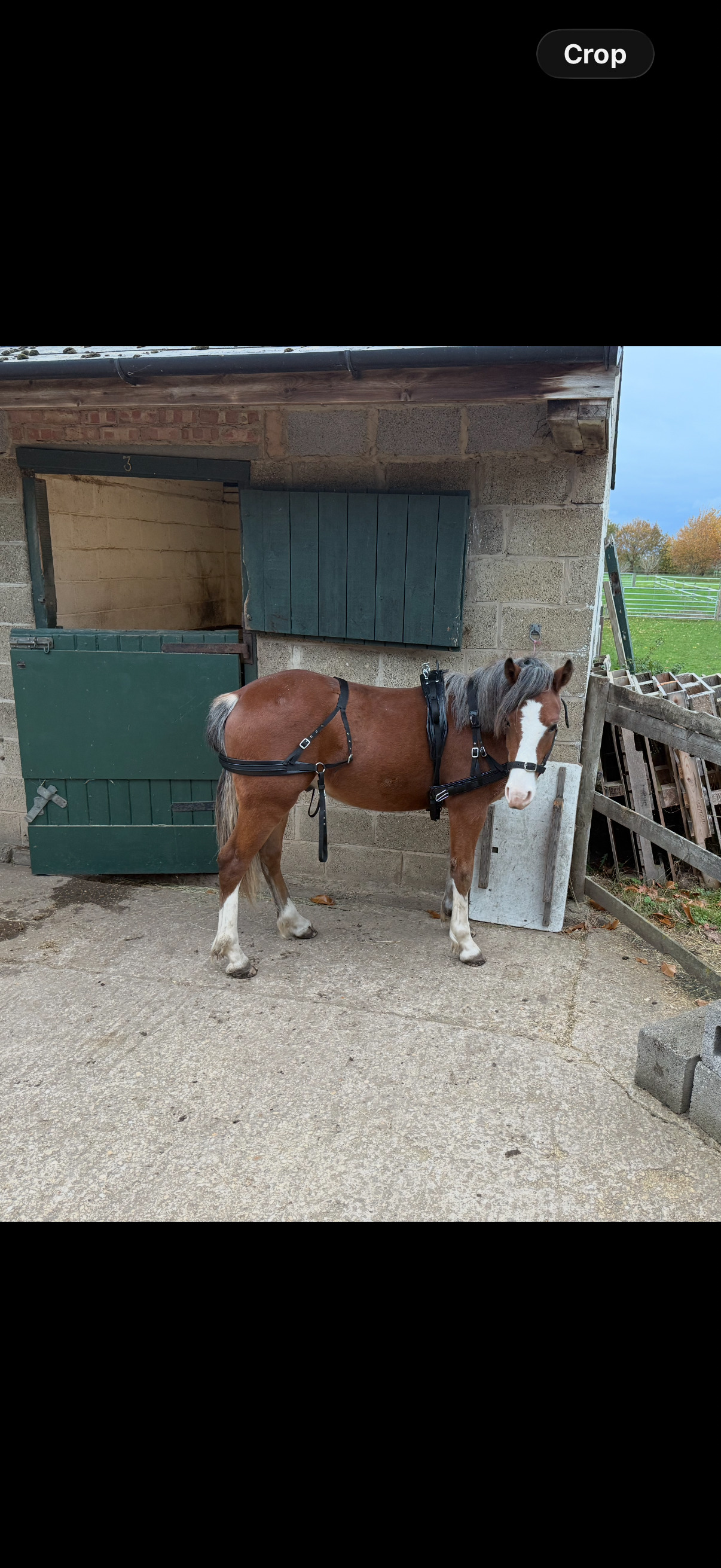 "Menai request"  Gelding All Rounder - All Rounders in 