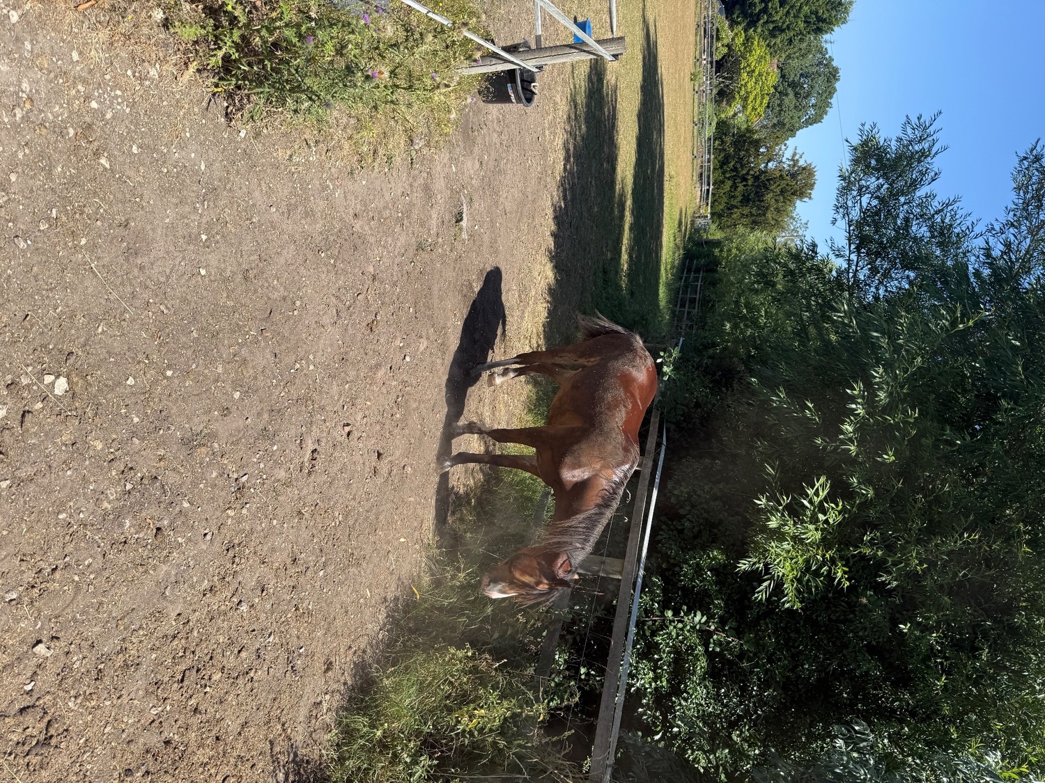 All Rounders  - "Menai request"  Gelding All Rounder