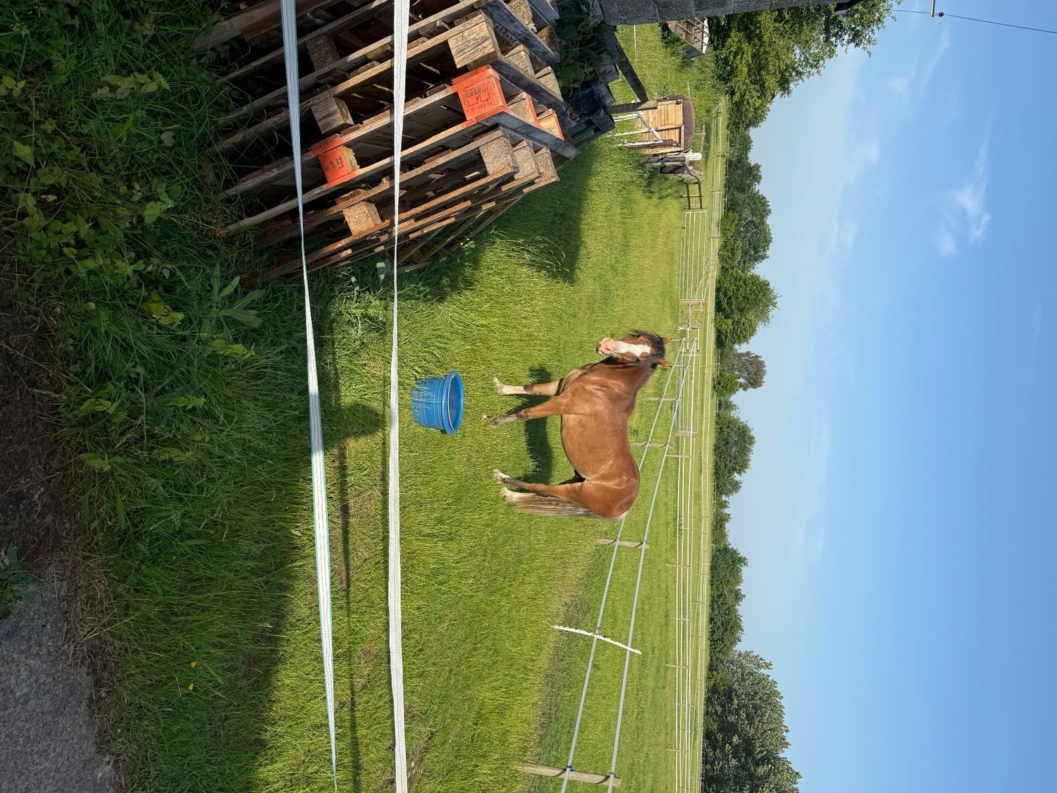 "Menai request"  Gelding All Rounder - 