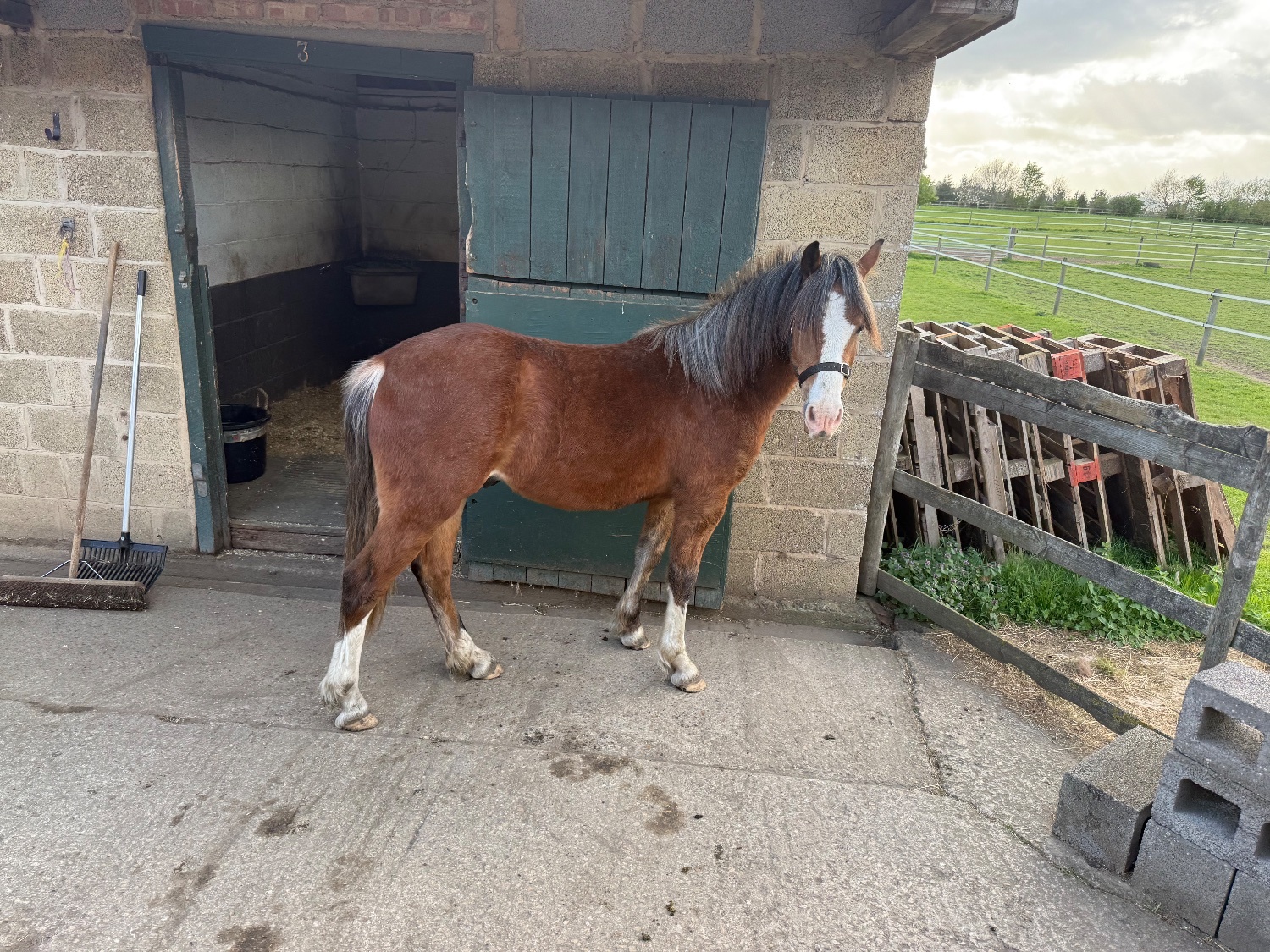 "Menai request"  Gelding All Rounder - All Rounders
