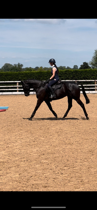 "Leafy" Black Mare Project Horse