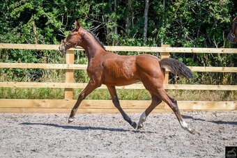 "Forever faithful JBH " Bay Filly Youngstock / Foal