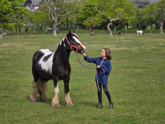 "Dolly" Skewbald Mare Family Horse