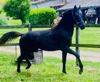 "Noir Prince Bidallon" Black Colt All Rounder