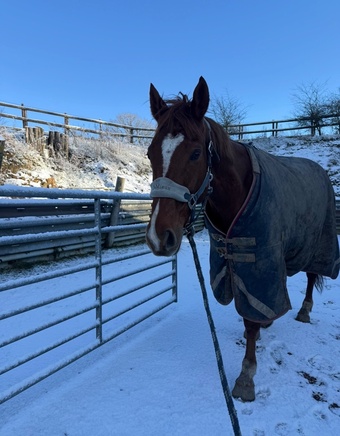 "Harry" Chestnut Gelding Family Horse