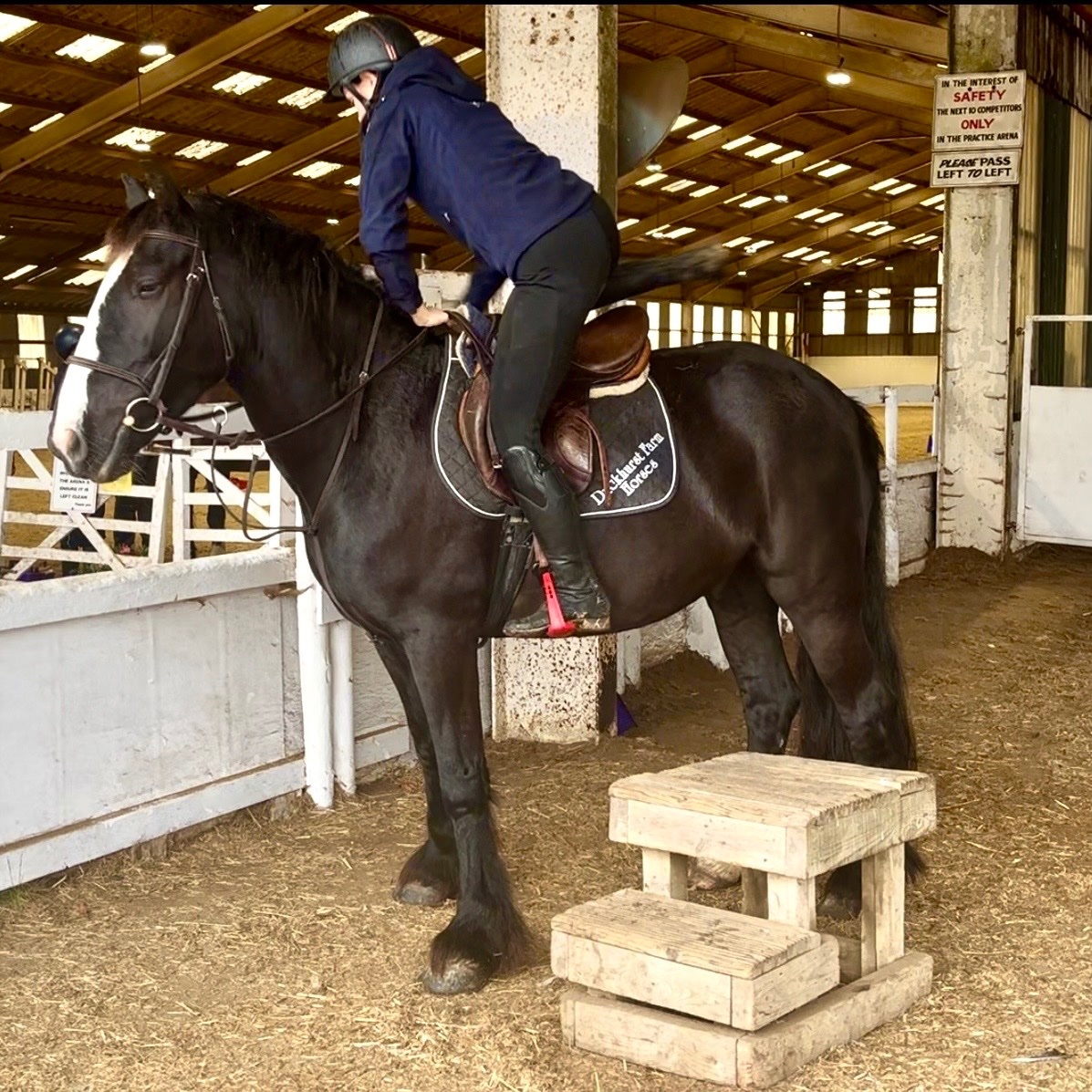 "Ernie" Dark Brown Gelding All Rounder - All Rounders 