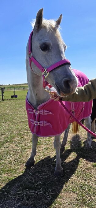 "" Grey Mare Companion Horse