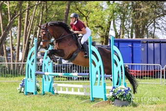 "Ron" Bay Gelding All Rounder