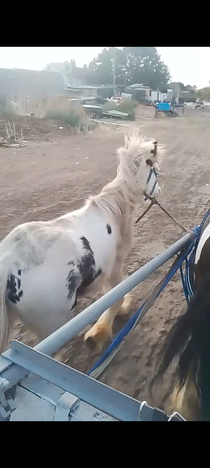  "John " Skewbald Gelding All Rounder