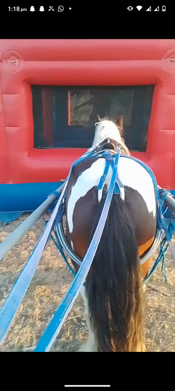 "John " Skewbald Gelding All Rounder - All Rounders
