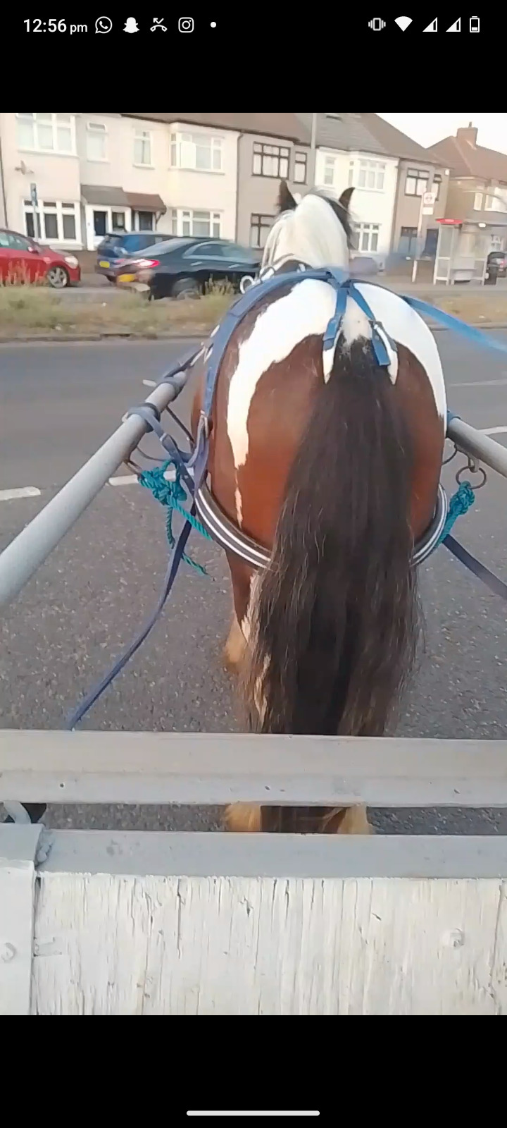 "John " Skewbald Gelding All Rounder 