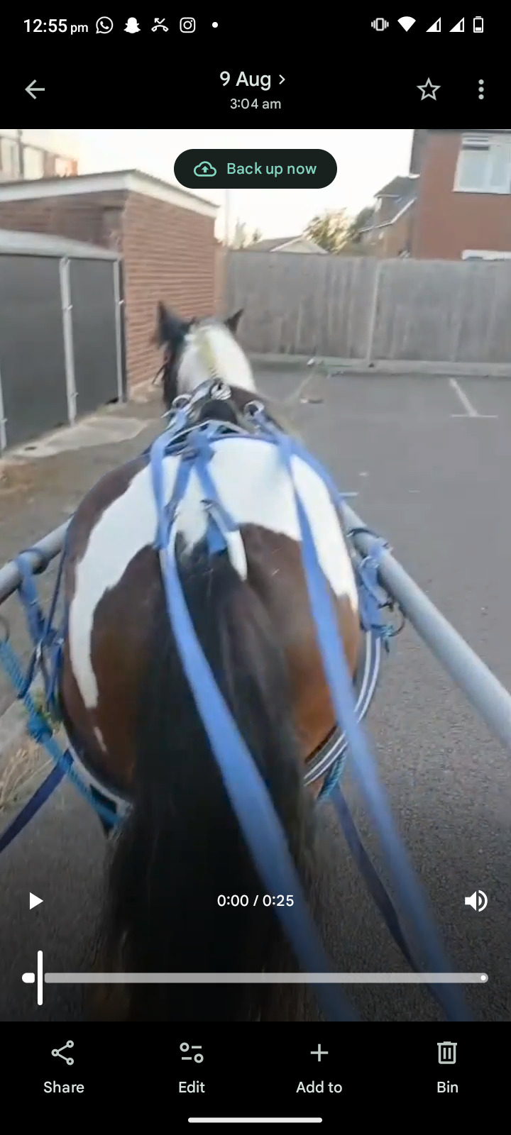 All Rounders - "John " Skewbald Gelding All Rounder