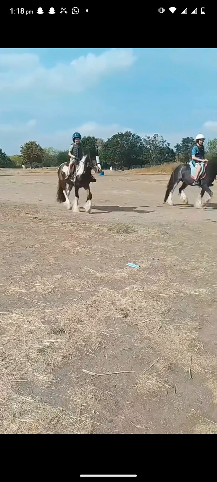 All Rounders  - "John " Skewbald Gelding All Rounder