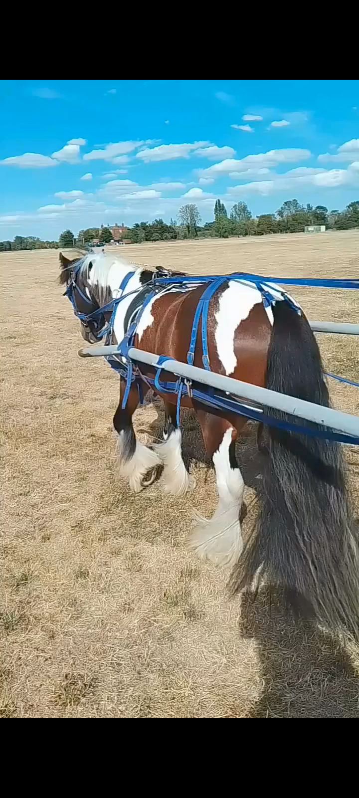 "John " Skewbald Gelding All Rounder - All Rounders 