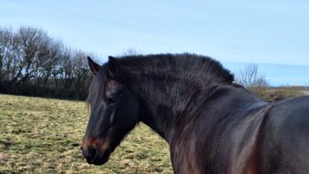 "Charlie" Dark Bay Gelding All Rounder