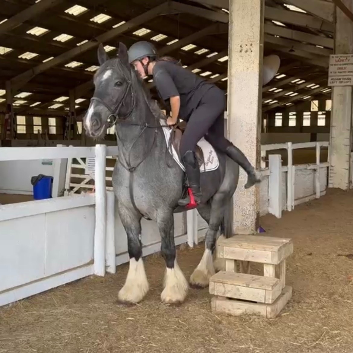 All Rounders  - "Diesel" Blue Roan Gelding All Rounder