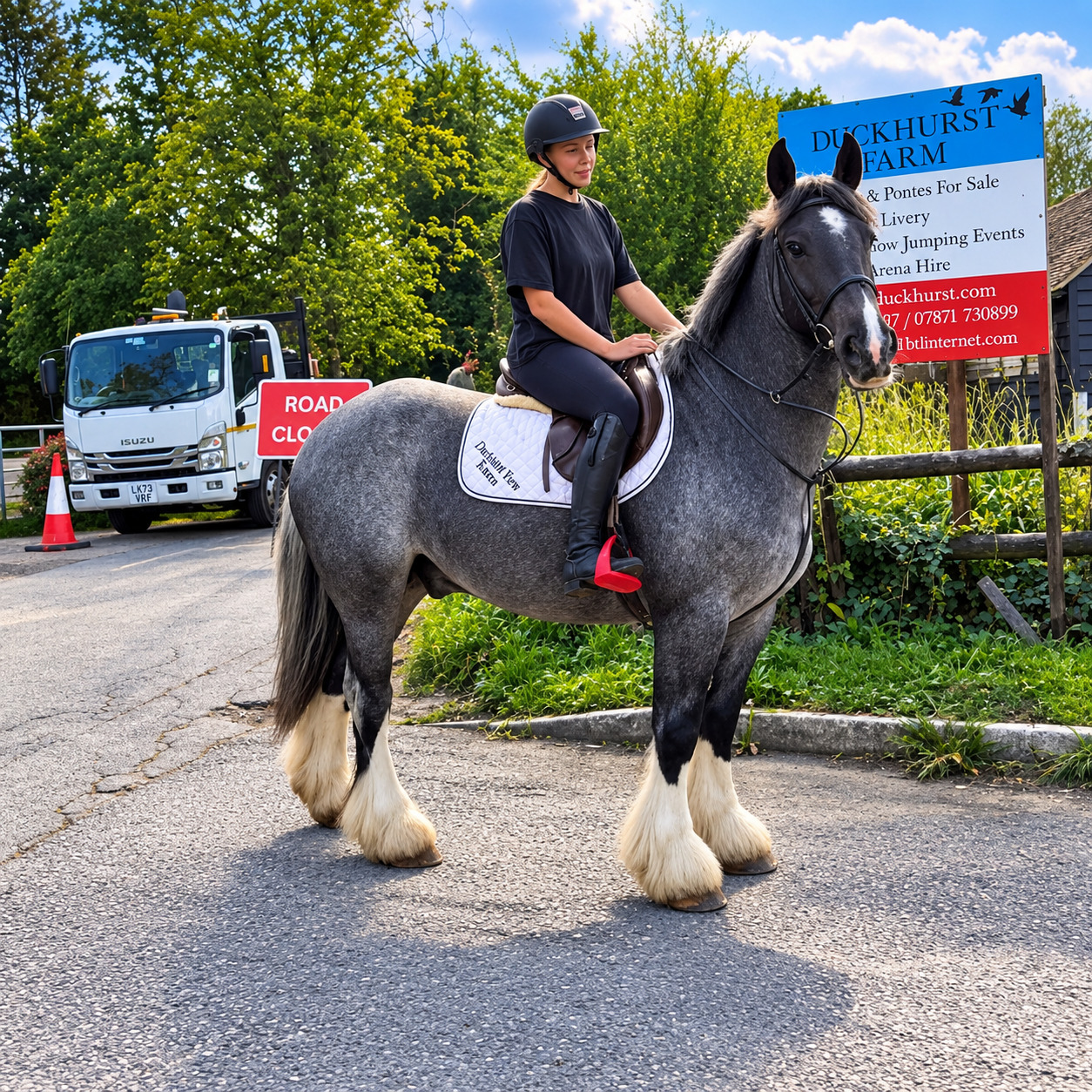 "Diesel" Blue Roan Gelding All Rounder - 