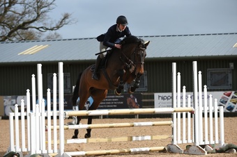 "Davina" Bay Mare Show Jumper