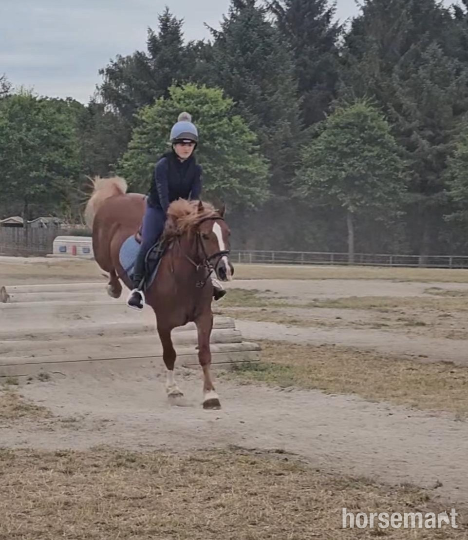 "Glyn " Chestnut Gelding Show Jumper 
