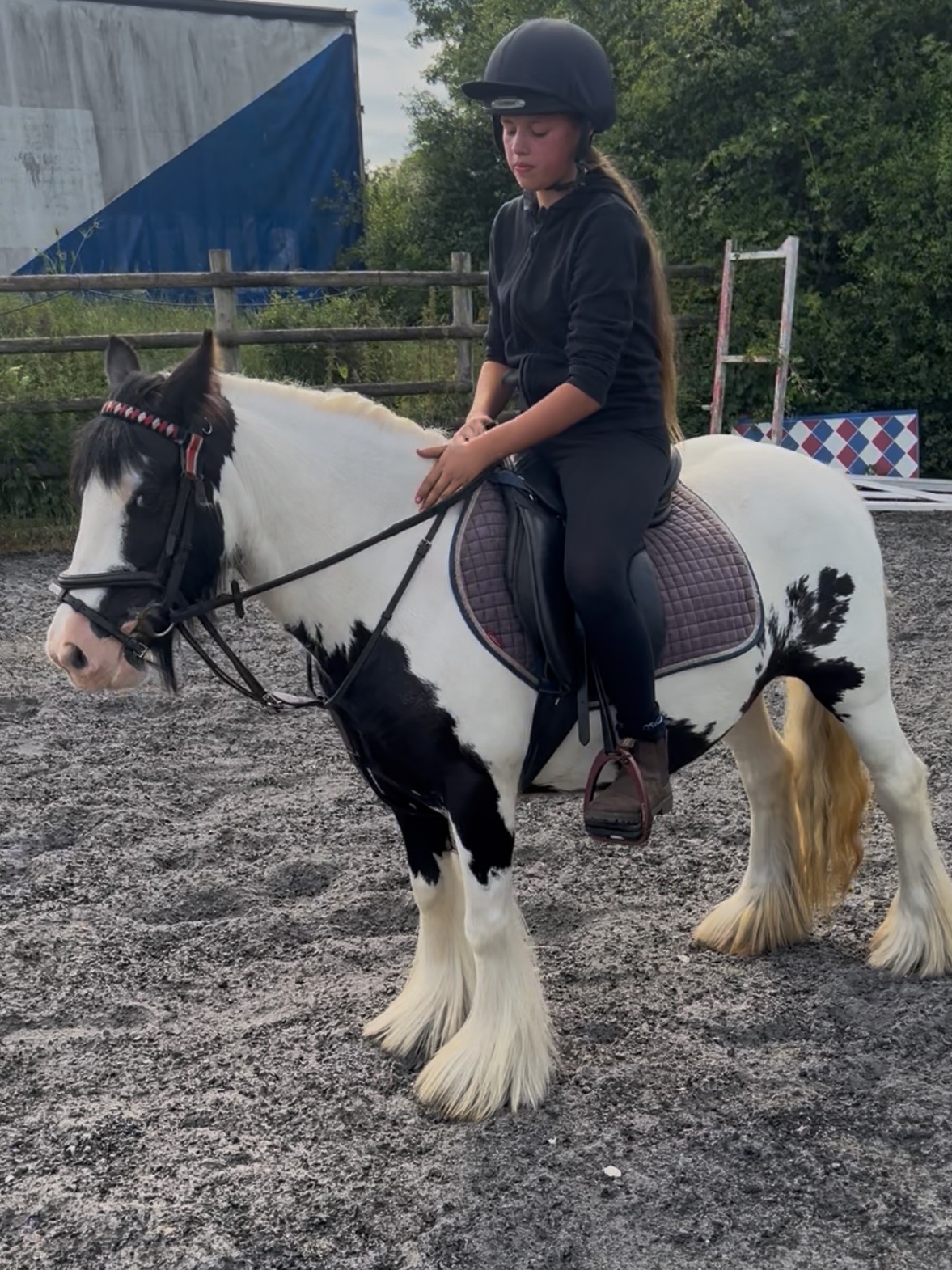 All Rounders  - "Daisy " Piebald Mare All Rounder