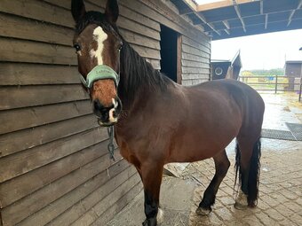 "Darcy" Bay Mare All Rounder