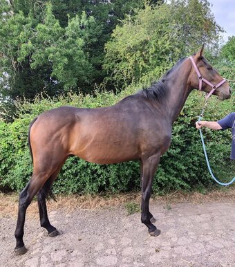 "Captain Jake " Bay Gelding All Rounder