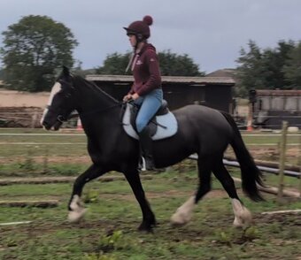 "Brechtje " Black Mare All Rounder