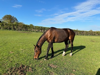 "FRANCESCA IV ( Kelly)" Bay Mare All Rounder