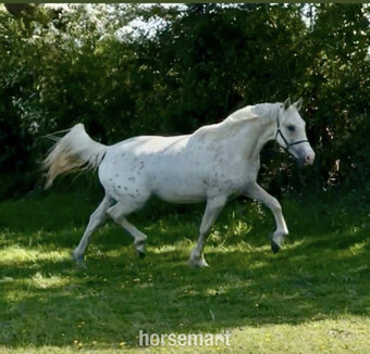 "GKJ Life's a Peach" Palomino Filly Young Sport Horse