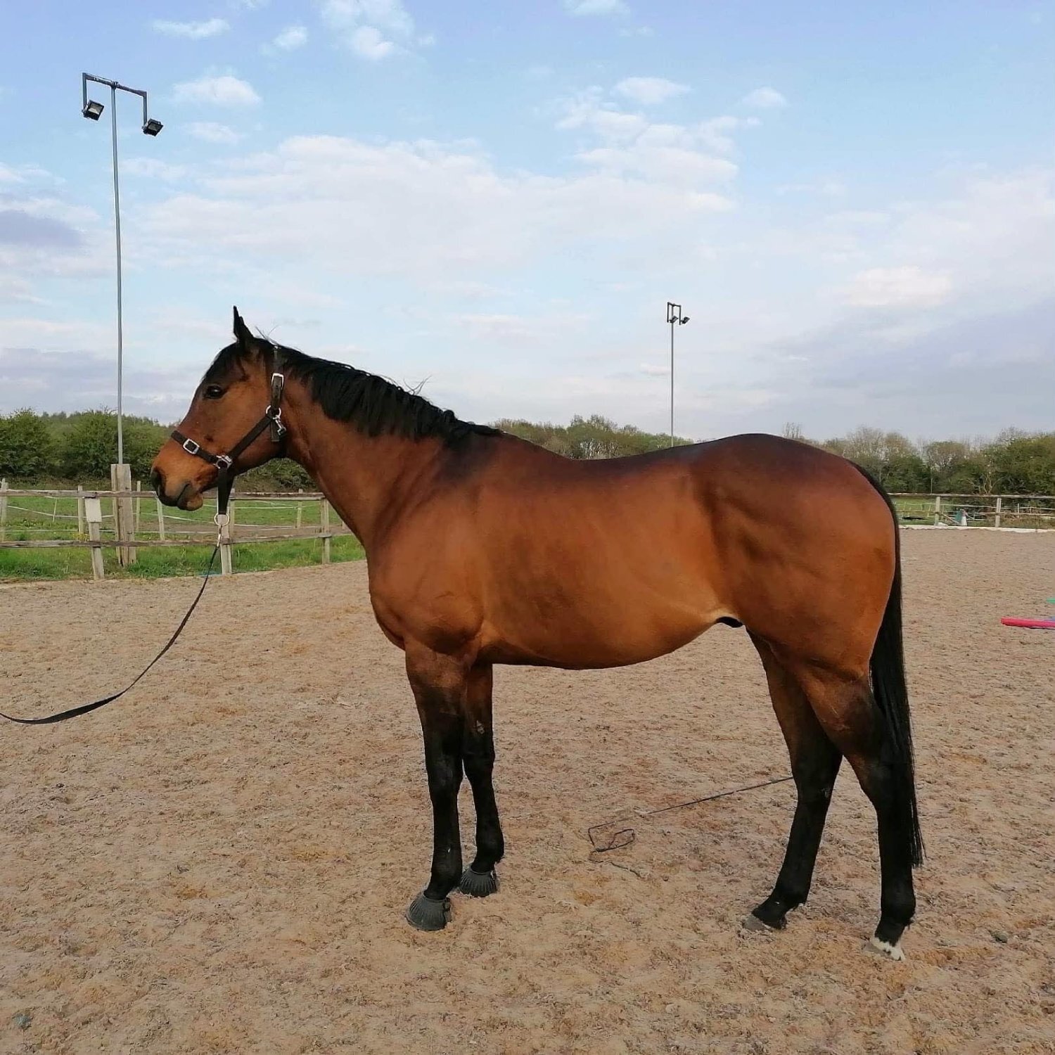 Ex Racehorses  - "The Doha Express 'Dan'" Bay Gelding Ex Racehorse