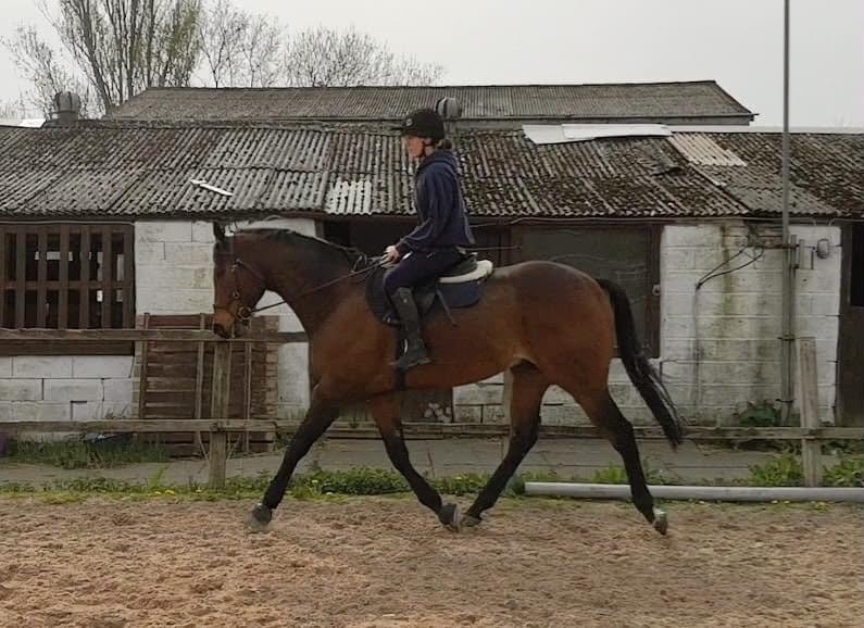 "The Doha Express 'Dan'" Bay Gelding Ex Racehorse - Ex Racehorses 