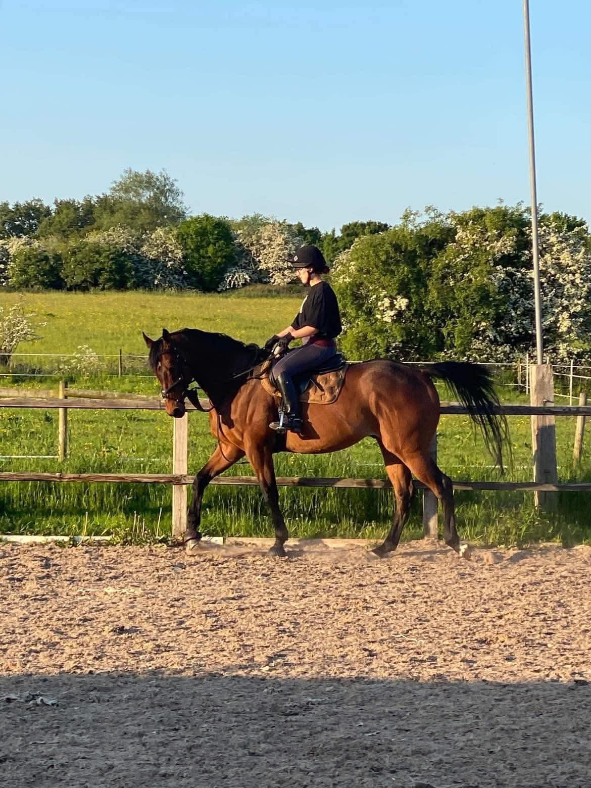 "The Doha Express 'Dan'" Bay Gelding Ex Racehorse - Ex Racehorses