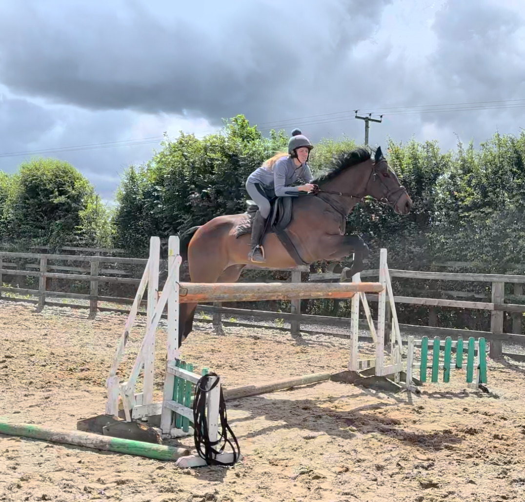 "The Doha Express 'Dan'" Bay Gelding Ex Racehorse