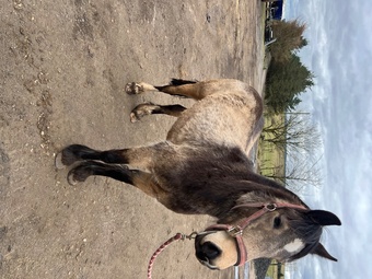 "" Buckskin Mare Youngstock / Foal