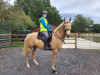 "Oscar" Palomino Gelding Young Sport Horse