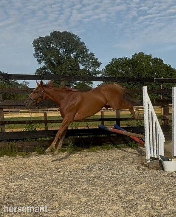 Young Sport Horses - "Sarah" Chestnut Mare Young Sport Horse in 