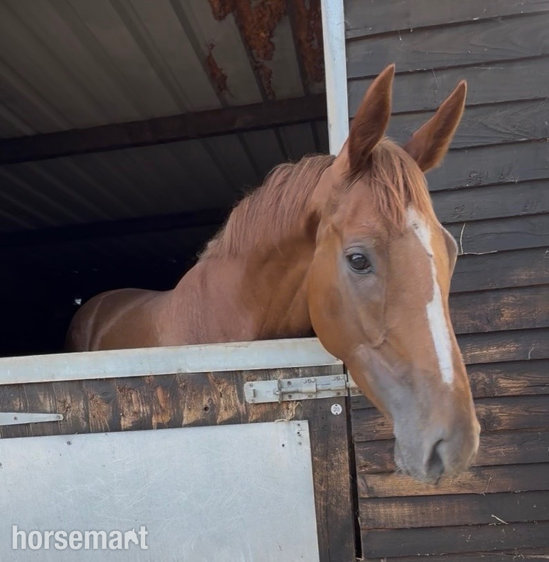 "Sarah" Chestnut Mare Young Sport Horse - Young Sport Horses 