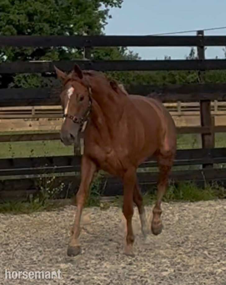 "Sarah" Chestnut Mare Young Sport Horse - 