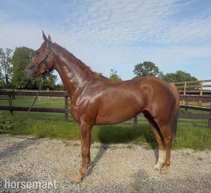 "Sarah" Chestnut Mare Young Sport Horse
