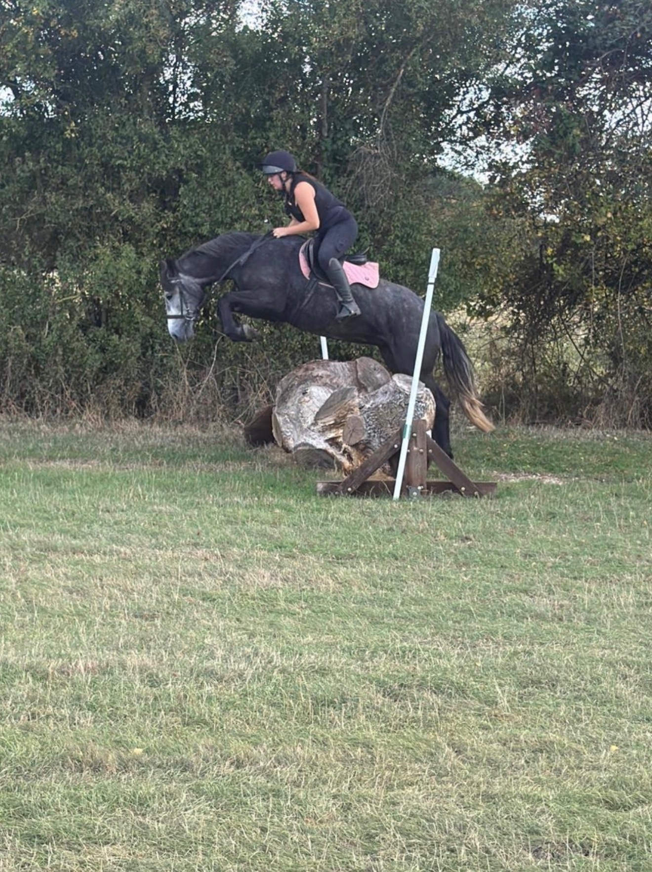 All Rounders  - "Fifi " Dapple Grey Mare All Rounder